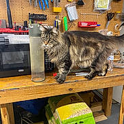 Mufasa joined the competition — help win amazing prizes! cat, tabby_cat, workbench, tools, pegboard, microwave, bird_seed, wooden_table, pliers, hammer, scissors, brush, plastic_bottle, clutter, indoor, pet, animal, feline, curious, stacked_items