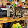 cat, tabby_cat, workbench, tools, pegboard, microwave, bird_seed, wooden_table, pliers, hammer, scissors, brush, plastic_bottle, clutter, indoor, pet, animal, feline, curious, stacked_items