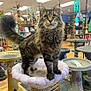 Mufasa is registered to the contest to win money with this photo: cat, tabby, fluffy, pedestal, pink, store, indoor, decoration, garden_ornaments, curious, wide_eyes, tail, wooden_floor, shelf, birdbath, colorful, feline, pet, animal, standing