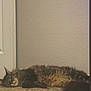 Mufasa is registered to the contest to win money with this photo: cat, tabby, feline, sleeping, carpet, indoor, relaxed, fluffy, pet, animal, resting, door, fur, mammal, cozy, domestic, cute, whiskers, tail, quiet