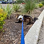 animal, brown_fur, cars, cat, clouds, concrete_curb, daytime, garden_bed, greenery, harness, leash, mulch, nature, outdoor, parking_lot, pet, plants, shopping_plaza_sign, sidewalk, sky