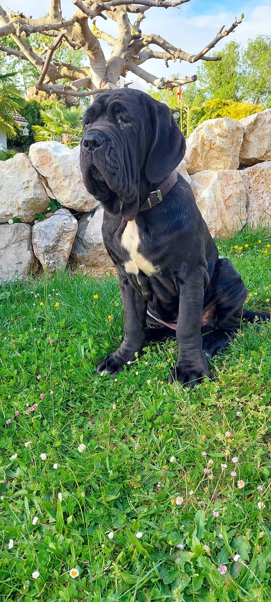 Tyson participe au concours pour gagner de l'argent avec cette photo : bulldog, canidae, carnivore, companion_dog, dog, dog_breed, dog_collar, fawn, flower, grass, groundcover, molosser, plant, snout, sporting_group, terrestrial_animal, tree, working_animal, working_dog, wrinkle