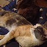 animal, bedroom, cat, companionship, cozy, cushion, cute, domestic_animal, feline, fur, indoor, laying_down, mammal, pet, relaxing, resting, sleepy, star_pattern, two_cats, whiskers