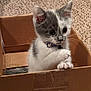 kitten, cat, cardboard_box, indoor, curious, pet, feline, young, animal, paw, fur, domestic, cute, playful, carpet, toy, collar, whiskers, ears, home