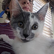 Zelda joined the competition — help win amazing prizes! person, cat, kitten, face, closeup, indoor, window, curious, gray_and_white, pet, animal, hair, shirt, earbuds, expression, portrait, blinds, light, looking, cuddle