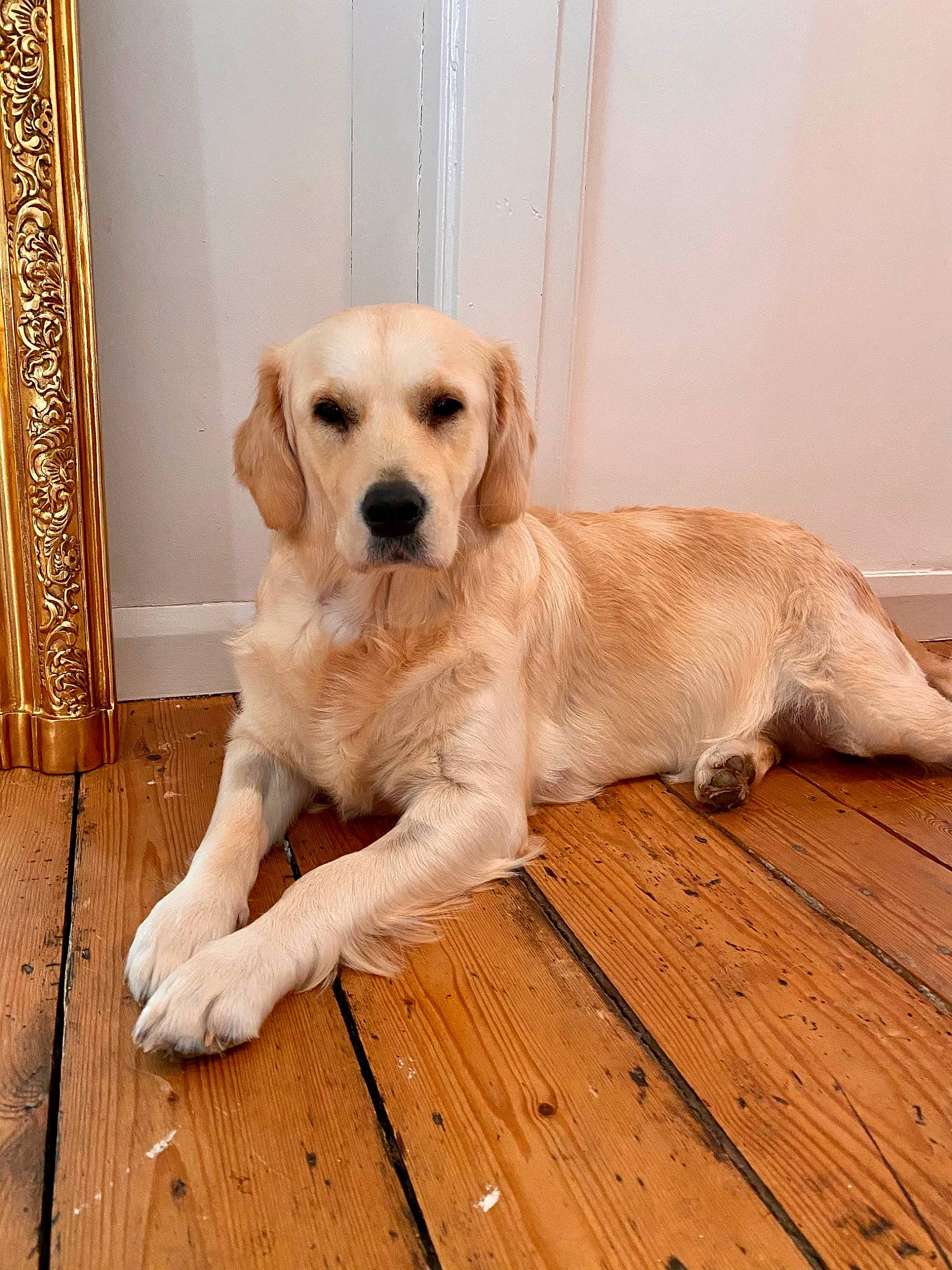 Bunny joined the competition — help win amazing prizes! canidae, carnivore, companion_dog, dog, dog_breed, fawn, floor, flooring, gun_dog, hardwood, laminate_flooring, plank, snout, sporting_group, tail, varnish, wood, wood_flooring, wood_stain, working_animal