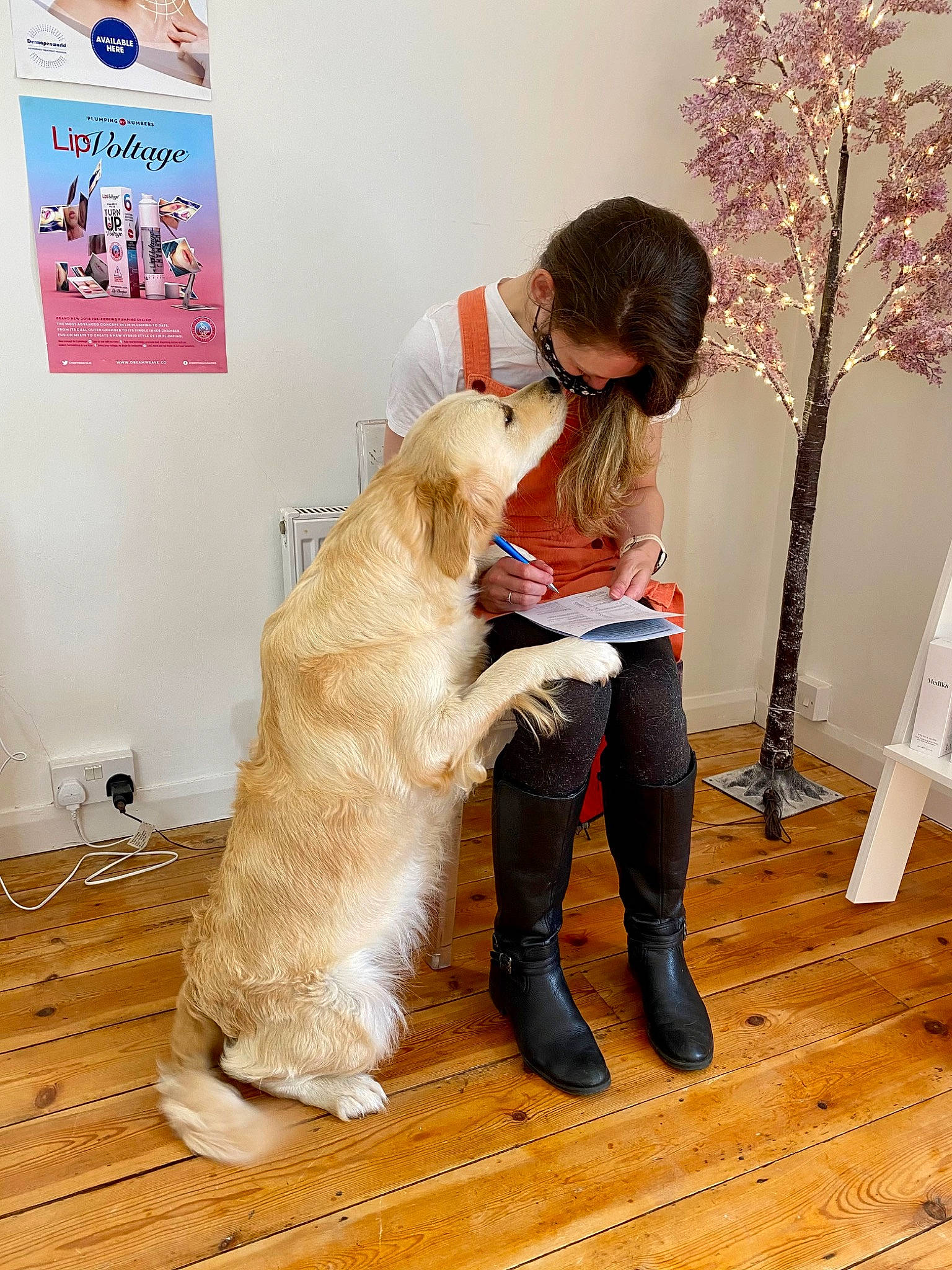 Bunny joined the competition — help win amazing prizes! animal_training, canidae, carnivore, companion_dog, dog, dog_breed, fashion_design, fawn, floor, flooring, flower, fur, happy, hardwood, human_leg, retriever, sitting, sporting_group, wood, wood_flooring