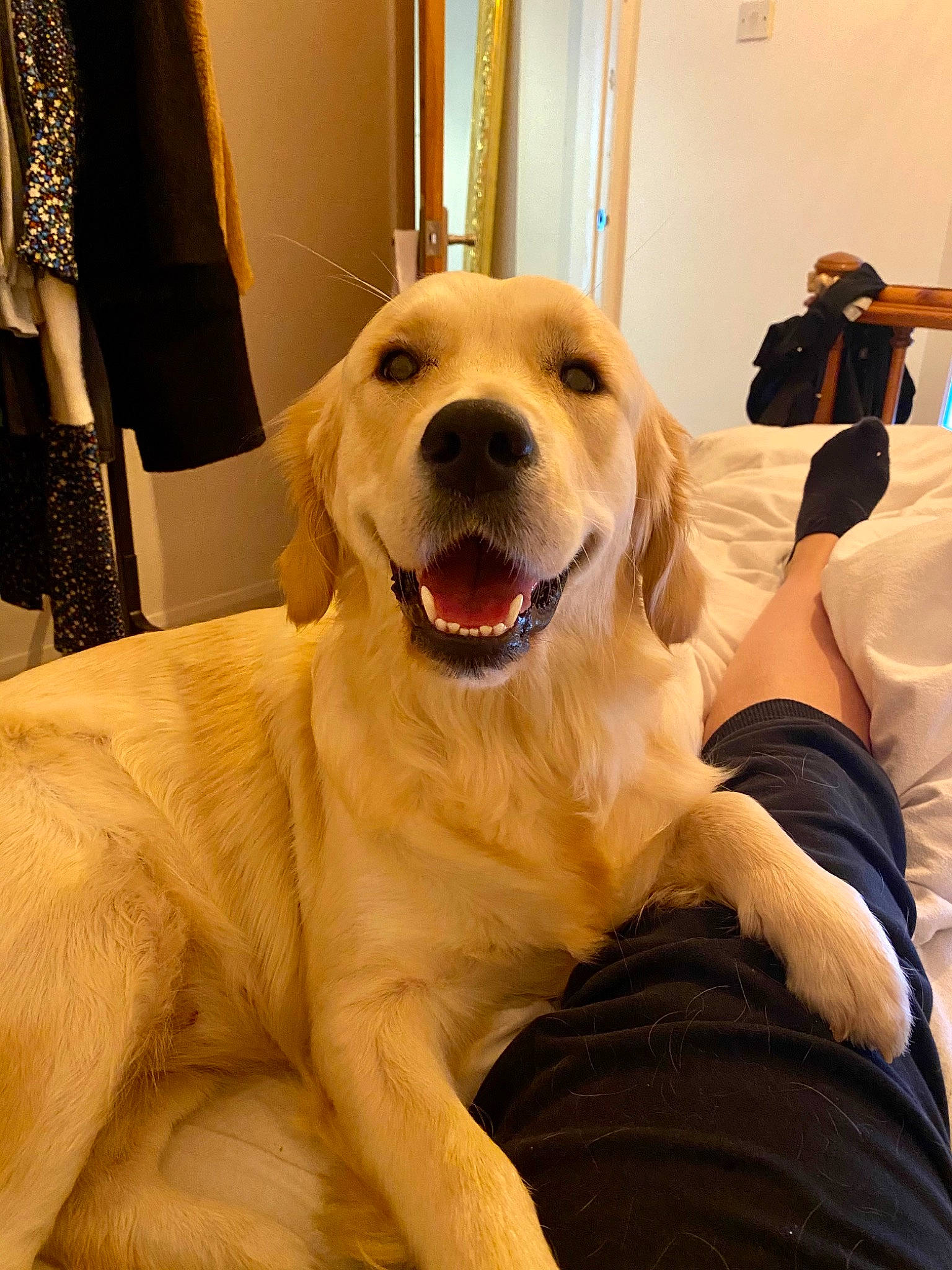 Bunny joined the competition — help win amazing prizes! bag, canidae, carnivore, companion_dog, dog, dog_breed, fawn, flooring, fur, golden_retriever, guard_dog, happy, luggage_and_bags, plant, retriever, smile, snout, sporting_group, tree, whiskers