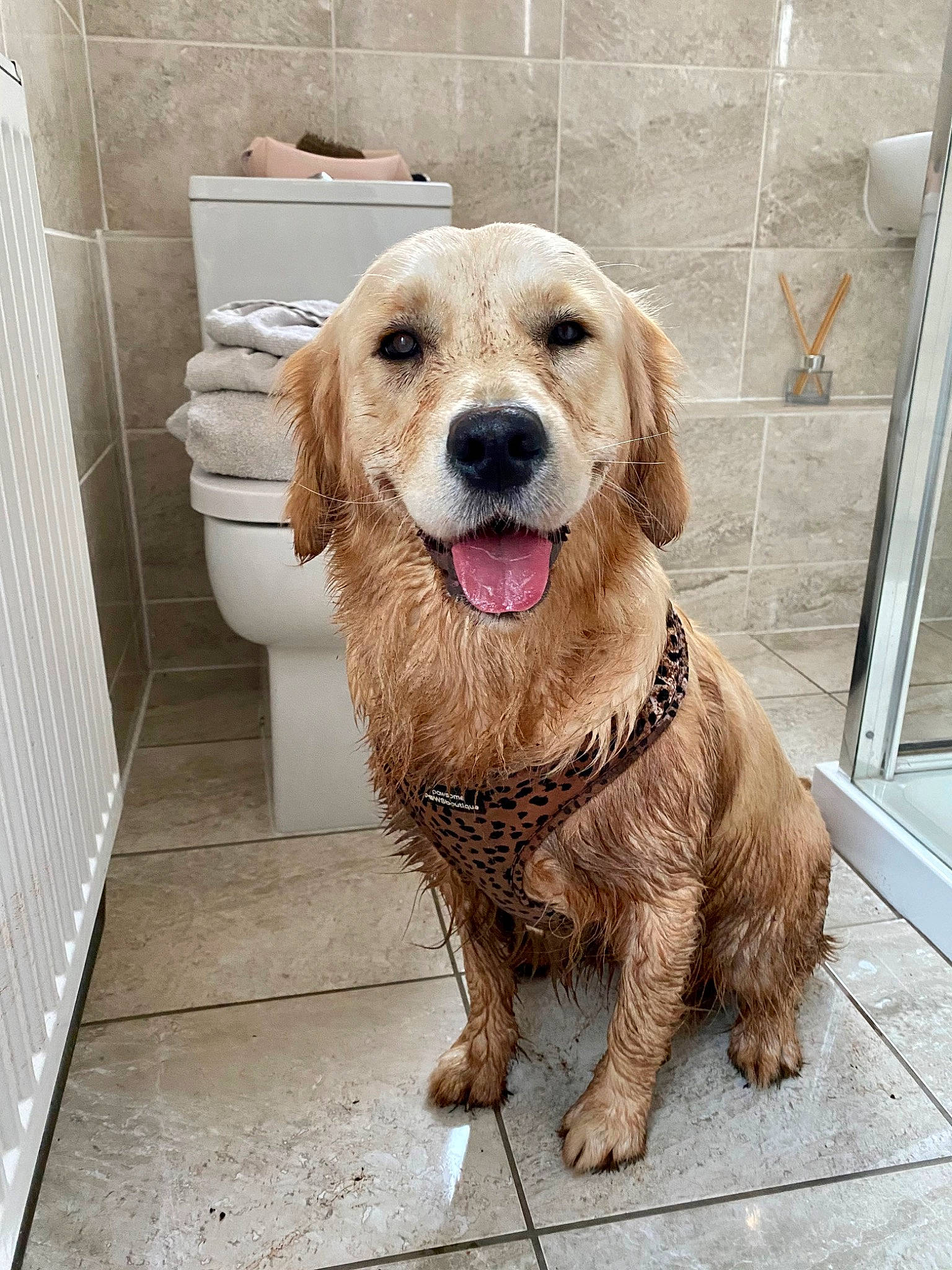 Bunny joined the competition — help win amazing prizes! canidae, carnivore, cocker_spaniel, collar, companion_dog, dog, dog_breed, dog_collar, dog_supply, flooring, fur, gun_dog, liver, pet_supply, rectangle, shipping_box, snout, sporting_group, wood, working_animal