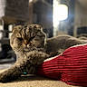 cat, fluffy, indoor, relaxed, red_cushion, carpet, pet, feline, whiskers, closeup, cozy, home, resting, soft_light, blurred_background, cute, animal, fur, mammal, cute_pet