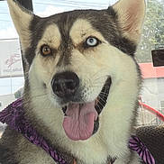 Honey is registered to the contest to win money with this photo: dog, siberian_husky, heterochromia, blue_eye, brown_eye, tongue_out, pet, canine, collar, harness, vehicle_interior, window, seat, happy, portrait, fur, ears, animal, domestic_animal, closeup