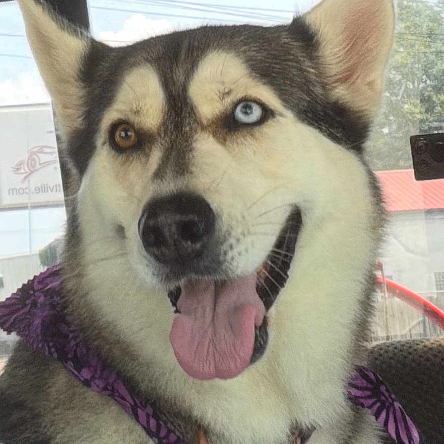 Honey is registered to the contest to win money with this photo: dog, siberian_husky, heterochromia, blue_eye, brown_eye, tongue_out, pet, canine, collar, harness, vehicle_interior, window, seat, happy, portrait, fur, ears, animal, domestic_animal, closeup