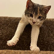 Elvis is registered to the contest to win money with this photo: cat, curious, stretching, paws, brown, texture, indoor, pet, animal, feline, whiskers, closeup, playful, front_legs, looking, young_cat, soft_lighting, focused, white_paws, gray_patches