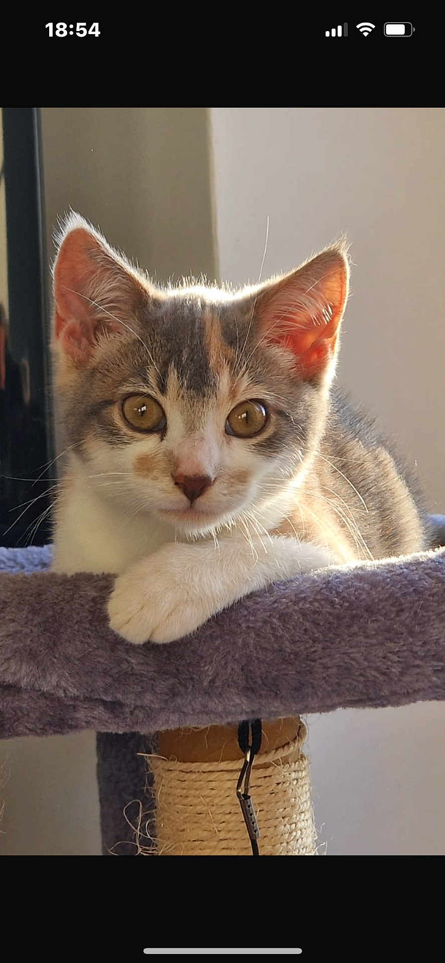 Elvis is registered to the contest to win money with this photo: kitten, cat, pet, animal, feline, young, ears, whiskers, paws, fur, indoor, cat_tree, soft, purple, curious, close_up, portrait, resting, light, window_light