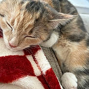 Gracie joined the competition — help win amazing prizes! cat, sleeping, close_up, feline, fur, whiskers, paw, blanket, red, white, soft, cozy, domestic_animal, pet, relaxing, cute, resting, animal, indoor, warm