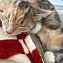 cat, sleeping, close_up, feline, fur, whiskers, paw, blanket, red, white, soft, cozy, domestic_animal, pet, relaxing, cute, resting, animal, indoor, warm