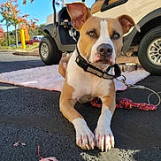 Xena Rue joined the competition — help win amazing prizes! dog, pet, animal, outdoor, asphalt, leaf, rope_toy, golf_cart, collar, sunny, daylight, autumn, tree, parking_lot, vehicle, calm, tan_and_white, canine, leash, close_up