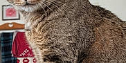 Kyler joined the competition — help win amazing prizes! cat, tabby_cat, indoor, closeup, pet, animal, feline, whiskers, fur, ears, eyes, curious, household, heater, clothing, fabric, background, domestic, mammal, sitting