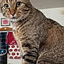 cat, tabby_cat, indoor, closeup, pet, animal, feline, whiskers, fur, ears, eyes, curious, household, heater, clothing, fabric, background, domestic, mammal, sitting
