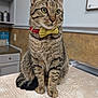 Kyler joined the competition — help win amazing prizes! cat, tabby_cat, bow_tie, red_collar, sitting, indoor, pet, feline, whiskers, ears, curious, striped_fur, closeup, table, kitchen, domestic_animal, portrait, animal, cute, furry