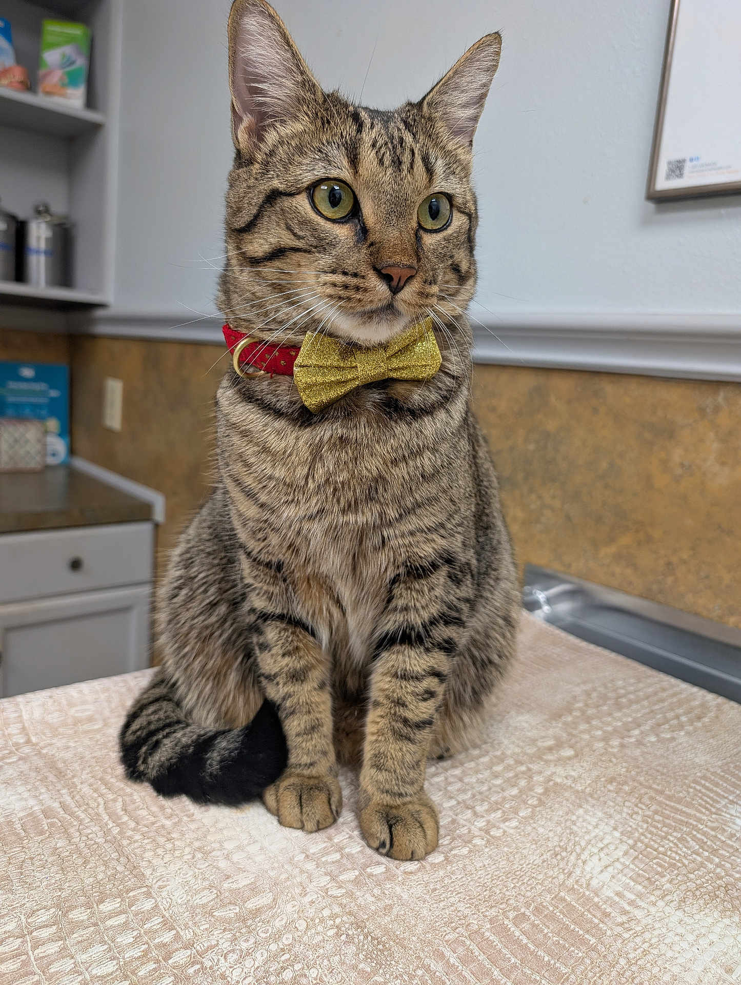 Kyler joined the competition — help win amazing prizes! cat, tabby_cat, bow_tie, red_collar, sitting, indoor, pet, feline, whiskers, ears, curious, striped_fur, closeup, table, kitchen, domestic_animal, portrait, animal, cute, furry