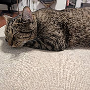 Kyler is registered to the contest to win money with this photo: cat, tabby_cat, sleeping, indoor, furniture, couch, brown_fur, whiskers, ears, closeup, pet, animal, resting, cozy, domestic, home, texture, blurred_background, peaceful, relaxation