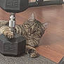 Kyler is registered to the contest to win money with this photo: cat, tabby_cat, dumbbell, floor, carpet, wooden_floor, paw, indoor, exercise_equipment, pet, animal, curious, claw, resting, playful, closeup, feline, looking, eyes, home