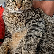 Kyler joined the competition — help win amazing prizes! animal, arm, cat, closeup, clothing, couch, cute, domestic, feline, fur, indoor, paw, person, pet, portrait, relaxing, resting, striped, tabby_cat, whiskers