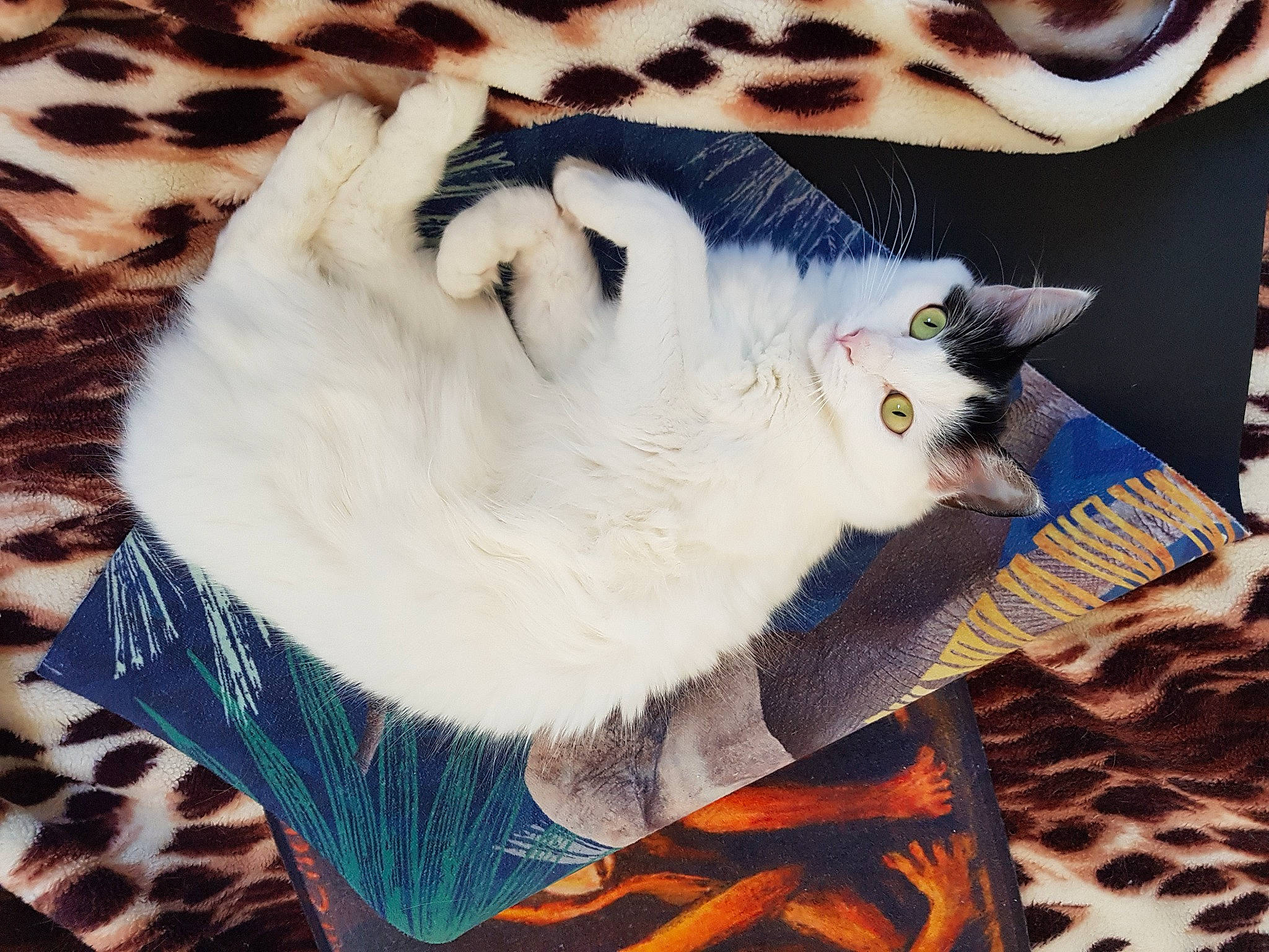 Lïa participe au concours pour gagner de l'argent avec cette photo : american_shorthair, asian, carnivore, cat, ear, felidae, fur, kitten, small_to_medium_sized_cats, tail, textile, turkish_van, whiskers