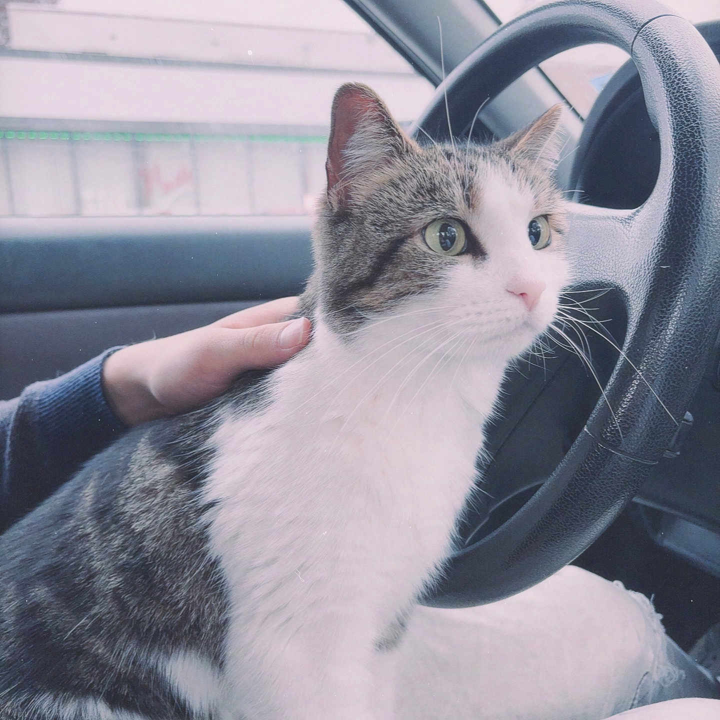 Rafaelka joined the competition — help win amazing prizes! animal, car, casual, cat, clothing, curious, domestic_animal, feline, hand, human, indoor, lap, person, pet, portrait, seat, steering_wheel, tabby, white, window