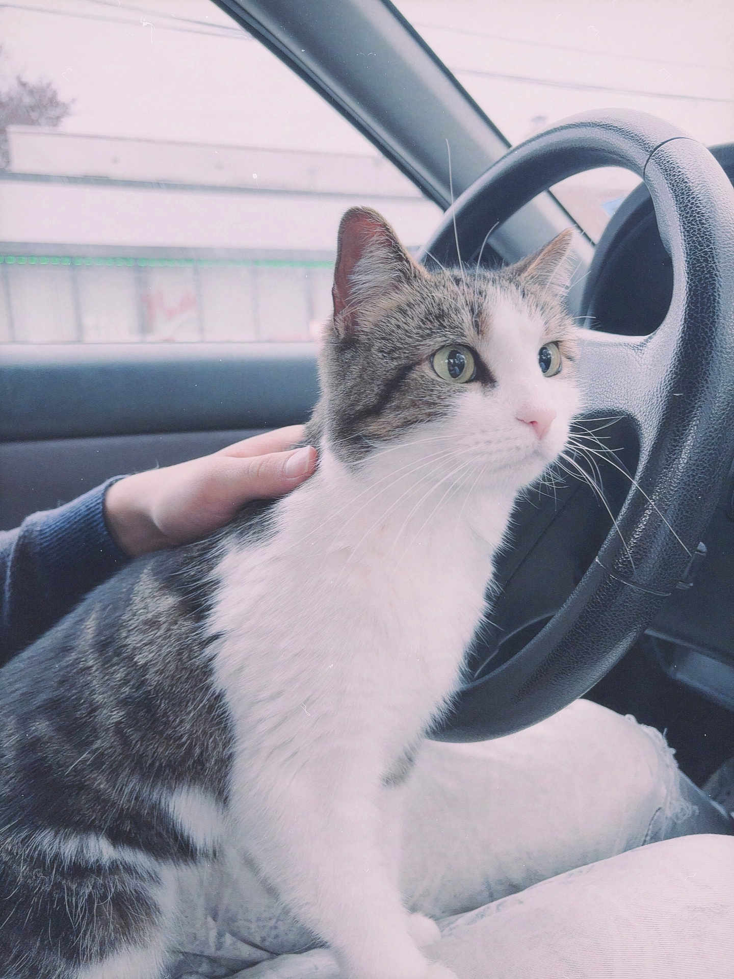 Rafaelka joined the competition — help win amazing prizes! cat, tabby, white, pet, animal, car, steering_wheel, hand, lap, window, indoor, human, clothing, seat, feline, curious, domestic_animal, person, casual, portrait