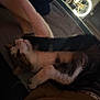 Rafaelka is registered to the contest to win money with this photo: cat, pet, arm, person, bed, blanket, indoor, feline, playing, resting, paw, fur, light, ring_light, cozy, casual, relaxation, home, animal, comfort