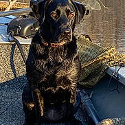 Kinlee is registered to the contest to win money with this photo: adventure, animal, black_dog, boat, collar, daylight, dog, fishing_net, nature, outdoor, pet, reflection, river, seat, serious, sitting, sunlight, tree_branch, water, wet_fur