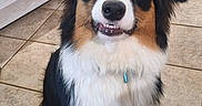 Aiko a rejoint le concours — aidez-le/la à gagner de superbes lots ! dog, australian_shepherd, tricolor, fluffy, sitting, smiling, open_mouth, portrait, indoors, kitchen, tile_floor, sofa, coffee_table, remote_control, chair, furniture, pet, long_hair, white_chest, black_brown_white
