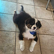 Aiko participe au concours pour gagner de l'argent avec cette photo : puppy, dog, tricolor, fluffy, bandana, blue_bandana, sitting, indoor, tile_floor, pet, canine, black_fur, white_fur, brown_fur, white_paws, tail, tongue, portrait, cute, home
