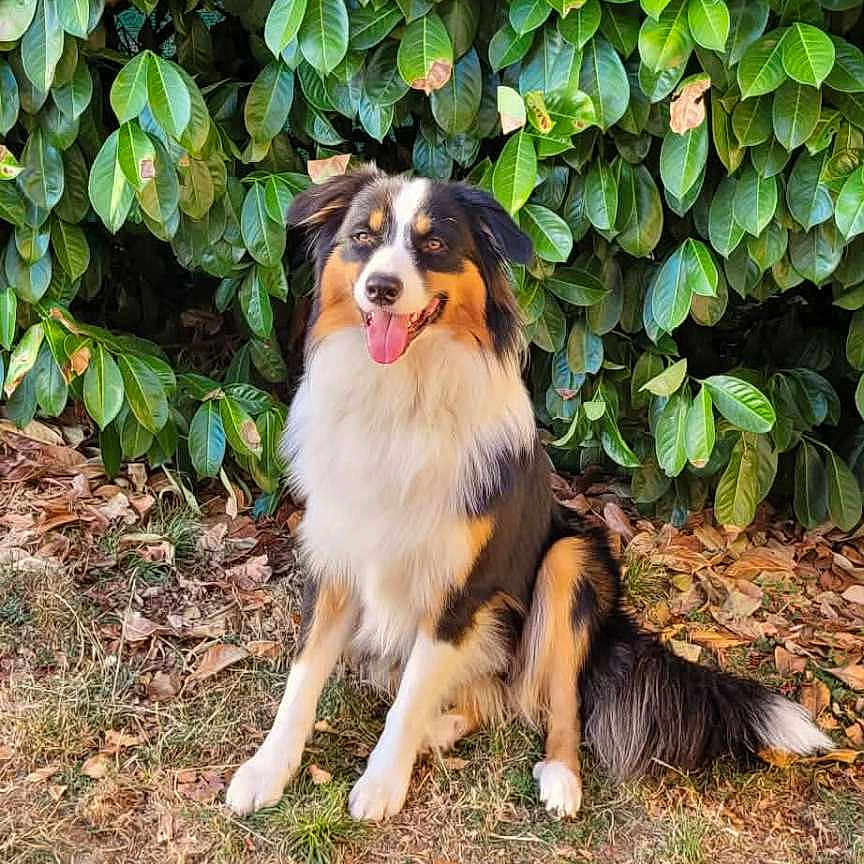 Aiko a rejoint le concours — aidez-le/la à gagner de superbes lots ! dog, australian_shepherd, tricolor, sitting, tongue_out, fluffy, long_hair, pet, animal, outdoor, garden, foliage, greenery, hedge, leaves, grass, portrait, happy, alert, natural_light