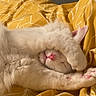 cat, white_cat, sleeping, paw, nose, pink_nose, pink_paws, bed, blanket, yellow_blanket, indoor, cozy, cute, pet, animal, fur, resting, relaxed, closeup, feline