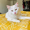 Milo a rejoint le concours — aidez-le/la à gagner de superbes lots ! cat, white_cat, pet, indoor, bed, yellow_bedspread, leaf_pattern, furniture, clothing_rack, relaxed, animal, cute, fur, whiskers, pink_nose, eyes, lying_down, cozy, room, domestic