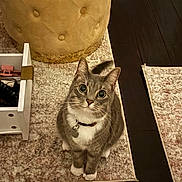 Luna is registered to the contest to win money with this photo: cat, gray_cat, white_paws, wide_eyes, curious, sitting, rug, floor, ottoman, tufted_furniture, drawer, home_interior, indoor, pet, collar, tag, whiskers, feline, cozy, curious_look