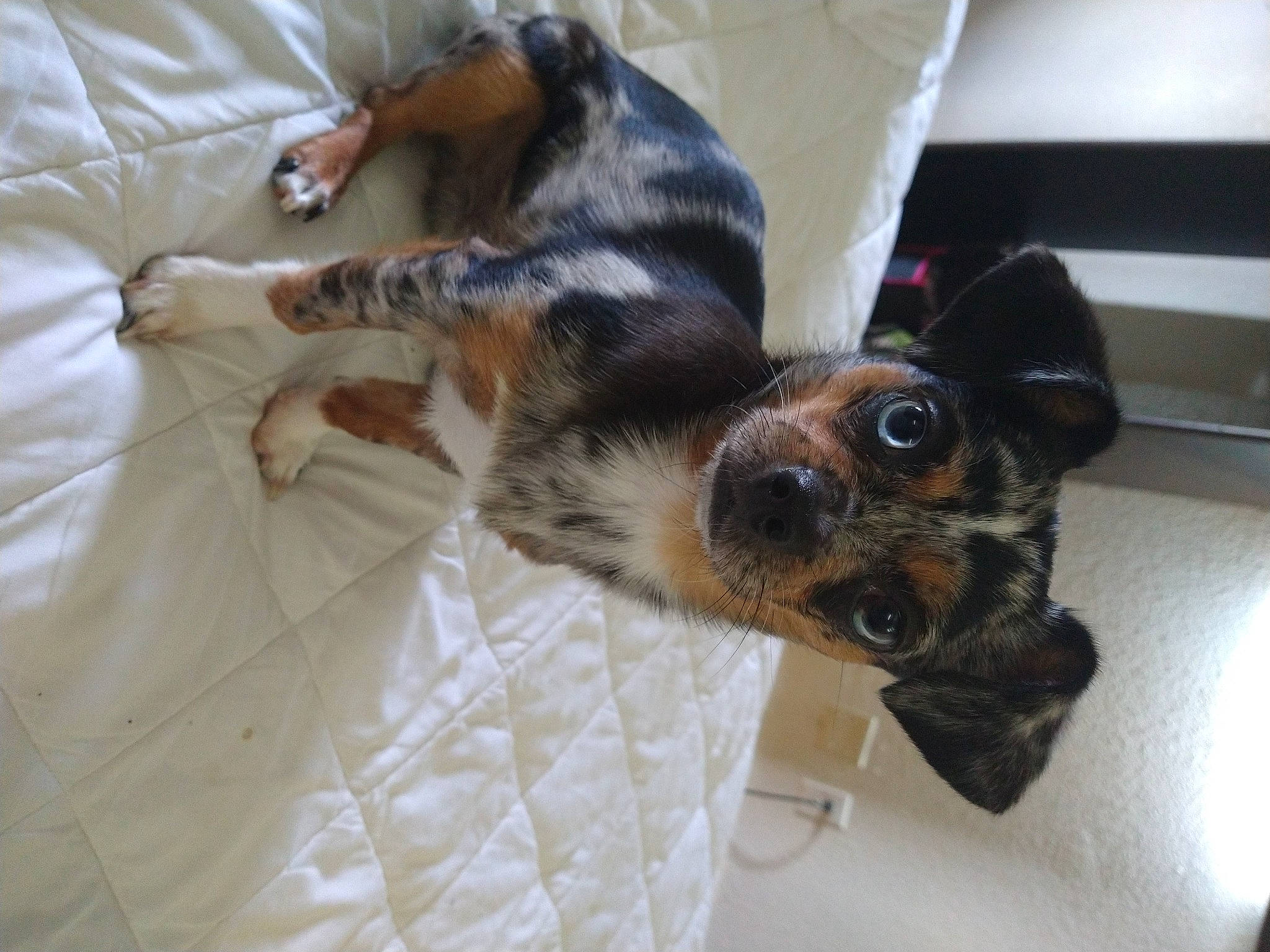 Cutie is registered to the contest to win money with this photo: bed, canidae, carnivore, claw, comfort, companion_dog, dog, dog_breed, ear, fawn, felidae, fur, linens, paw, small_to_medium_sized_cats, snout, sporting_group, tail, toy_dog, whiskers