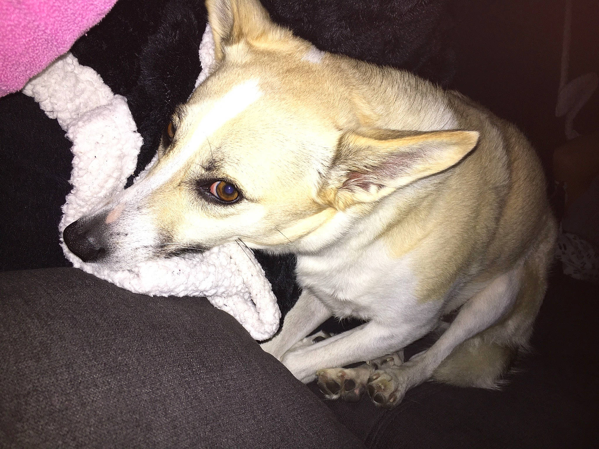 Pépite a rejoint le concours — aidez-le/la à gagner de superbes lots ! canidae, carnivore, comfort, companion_dog, couch, dog, dog_breed, dog_supply, ear, fawn, fur, non_sporting_group, snout, sporting_group, terrestrial_animal, toy_dog, whiskers, working_animal