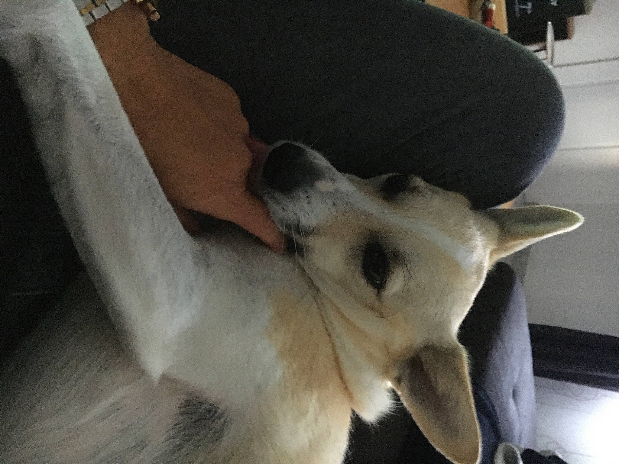 Pépite participe au concours pour gagner de l'argent avec cette photo : aircraft, canidae, carnivore, comfort, companion_dog, dog, dog_breed, fawn, foot, fur, non_sporting_group, sporting_group, terrestrial_animal, whiskers, working_animal