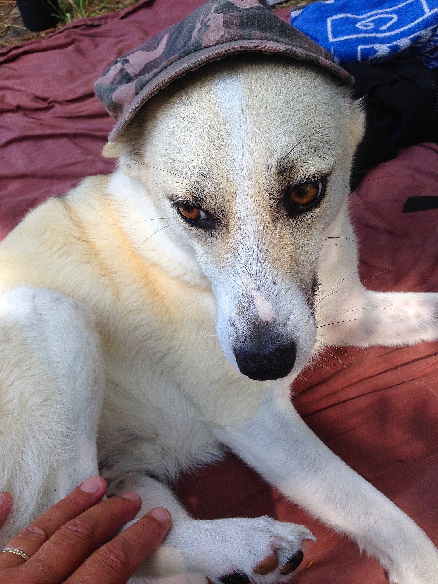 Pepite participe au concours pour gagner de l'argent avec cette photo : canidae, carnivore, companion_dog, dog, dog_breed, mammal, rare_breed_dog, snout, vertebrate