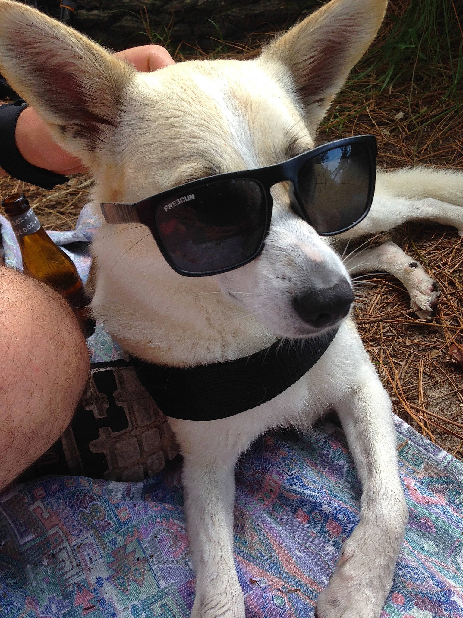 Pepite a rejoint le concours — aidez-le/la à gagner de superbes lots ! canidae, carnivore, dog, dog_breed, eyewear, fawn, glasses, mammal, snout, sunglasses, whiskers