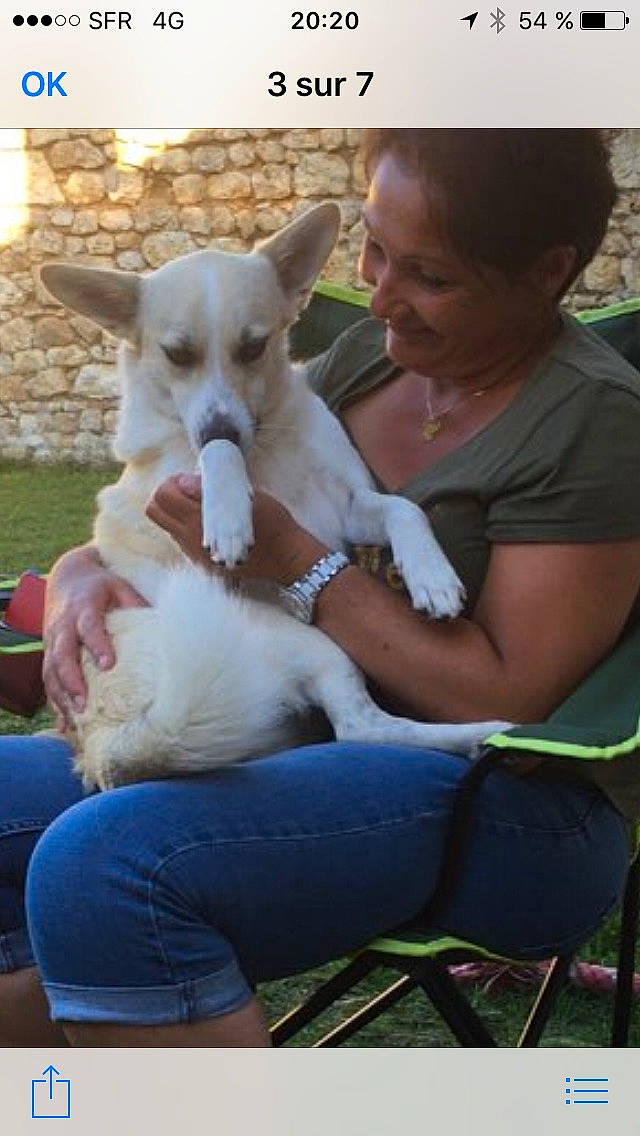 Pepite a rejoint le concours — aidez-le/la à gagner de superbes lots ! canidae, carnivore, carolina_dog, companion_dog, dog, dog_breed, fawn, kintamani, korean_jindo_dog, mammal, photo_caption, puppy, street_dog, vertebrate