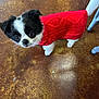 dog, puppy, red_sweater, black_and_white, small_dog, cute, pet, indoor, floor, looking_up, fur, animal, knitted_sweater, domestic_animal, four_legs, tail, ears, whiskers, adorable, companion