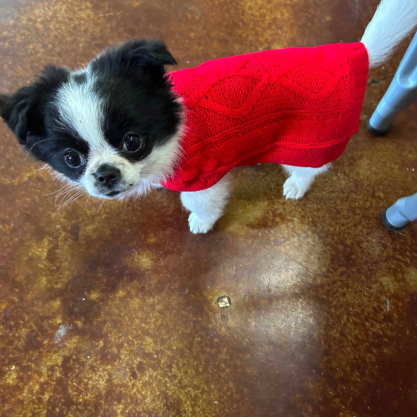 Apollo joined the competition — help win amazing prizes! adorable, animal, black_and_white, companion, cute, dog, domestic_animal, ears, floor, four_legs, fur, indoor, knitted_sweater, looking_up, pet, puppy, red_sweater, small_dog, tail, whiskers