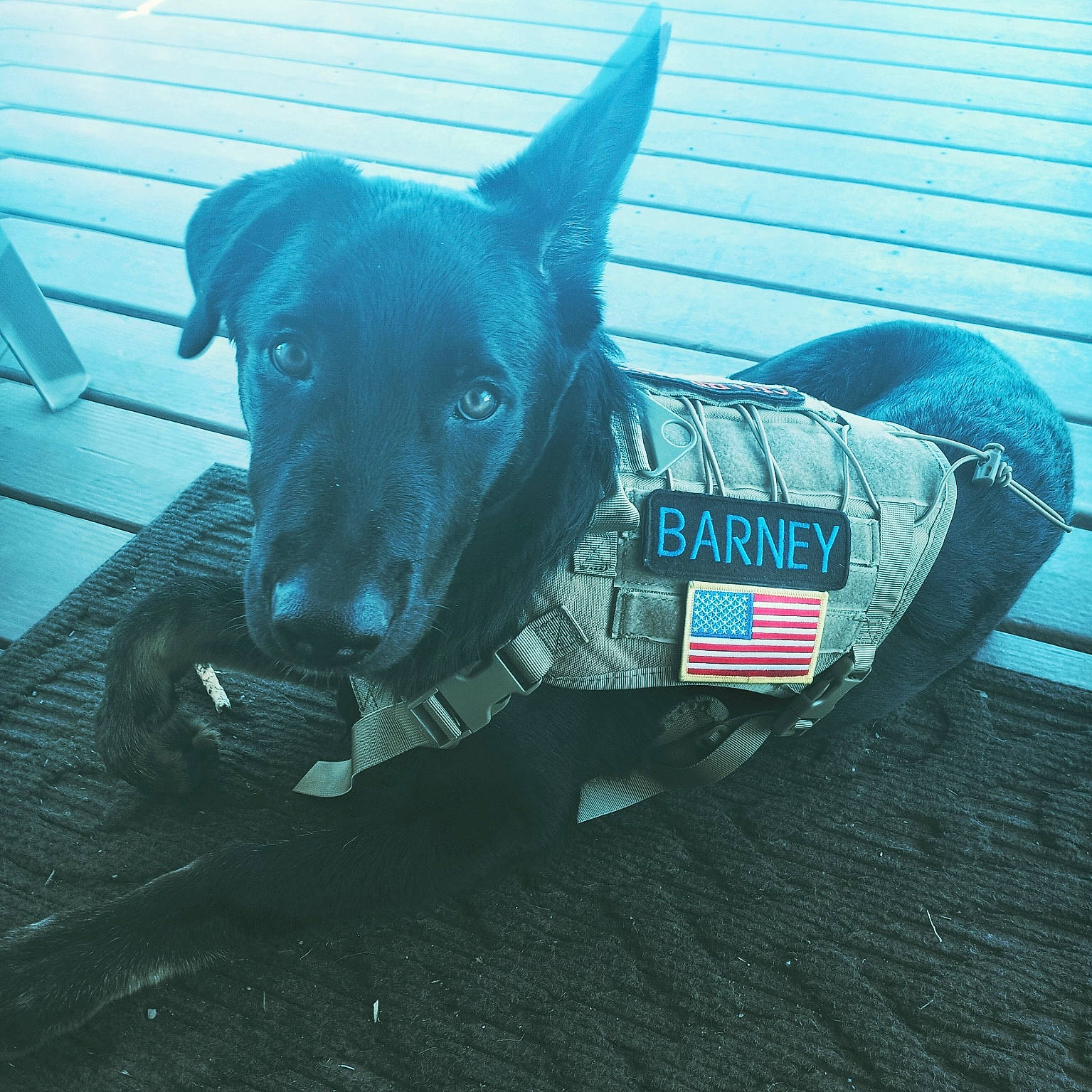 Barney joined the competition — help win amazing prizes! borador, canidae, carnivore, collar, companion_dog, dog, dog_breed, dog_collar, dog_supply, electric_blue, guard_dog, leash, non_sporting_group, personal_protective_equipment, pet_supply, snout, sporting_group, tail, working_animal, working_dog