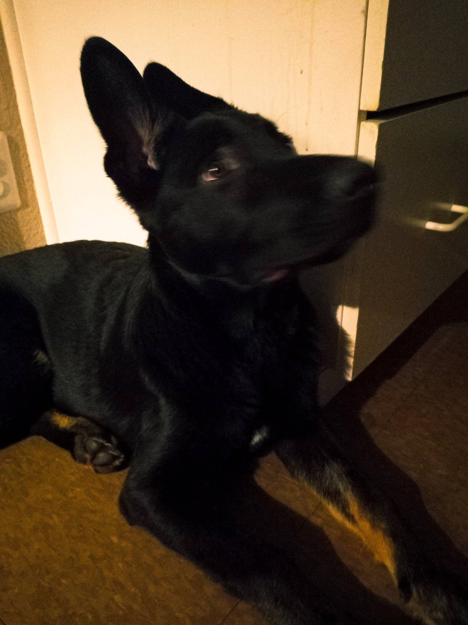 Barney joined the competition — help win amazing prizes! borador, canidae, carnivore, companion_dog, dog, dog_breed, ear, fawn, flooring, fur, guard_dog, non_sporting_group, snout, sporting_group, tail, wall_plate, whiskers, working_animal, working_dog