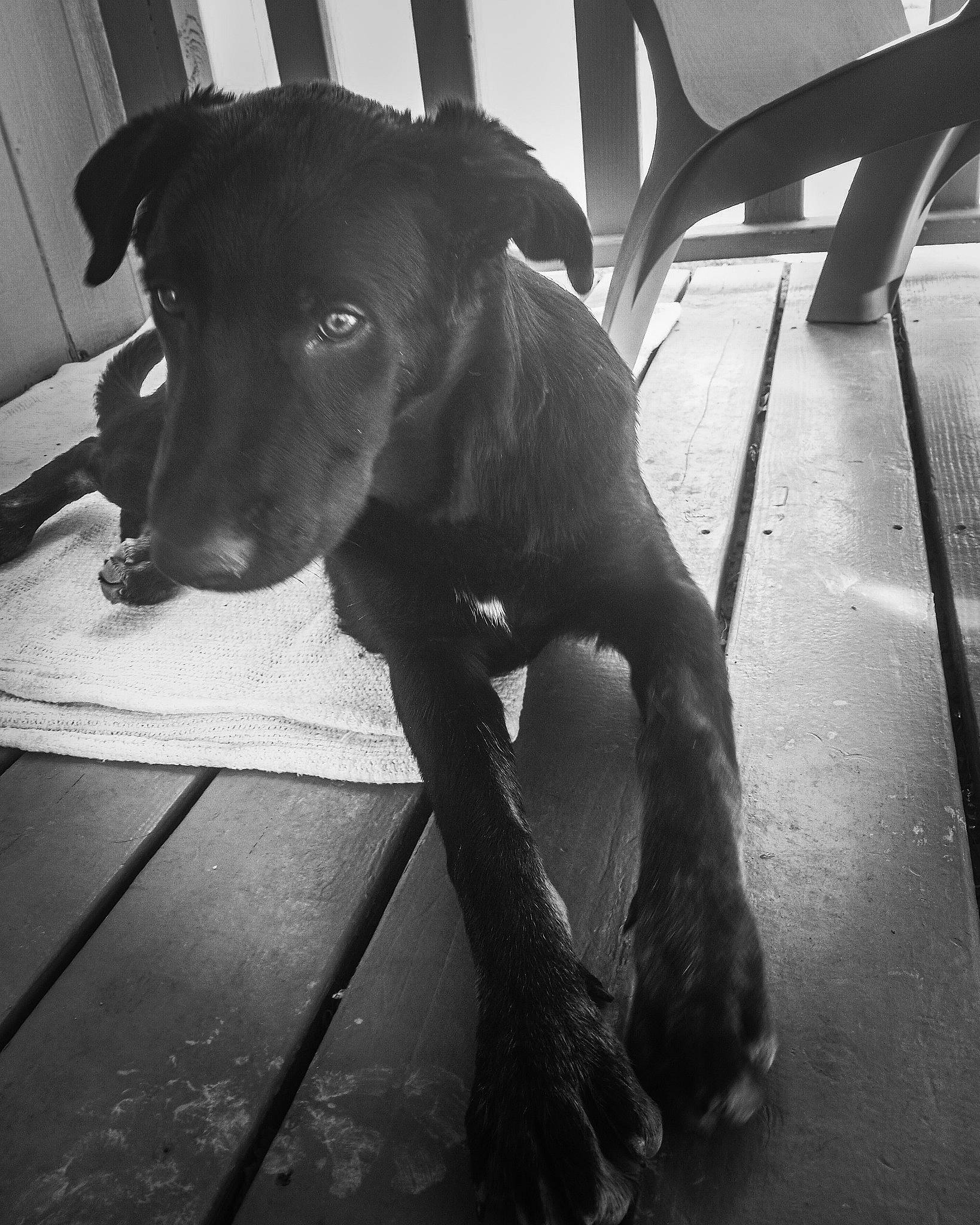 Barney is registered to the contest to win money with this photo: black, carnivore, companion_dog, dog, dog_breed, fawn, floor, flooring, grey, guard_dog, liver, monochrome, monochrome_photography, shadow, style, tail, tints_and_shades, whiskers, wood, working_animal